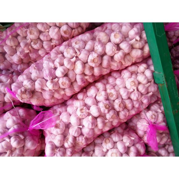 Elephant Garlic Grand A Garlic for Garlic Wholesale Buyers Purple Red Color #1 image