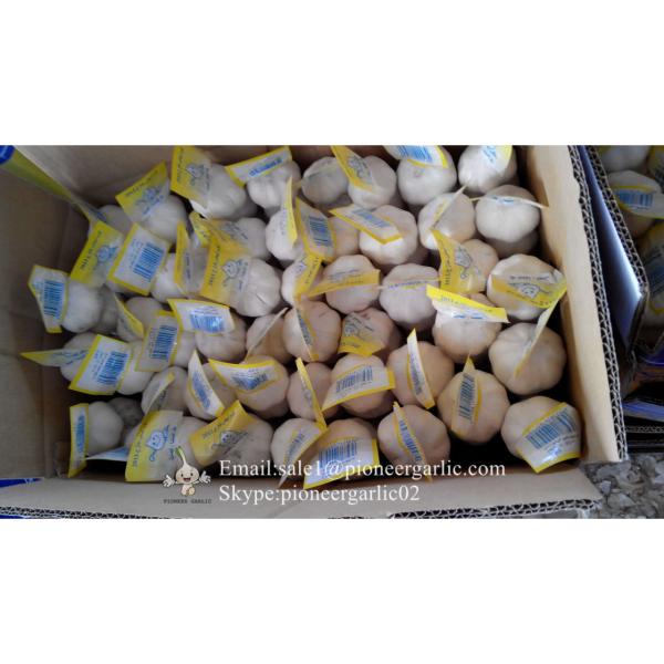 New Crop Fresh Chinese Pure White Garlic (5.0cm, 5.5cm, 6.0cm)Box Packing #1 image