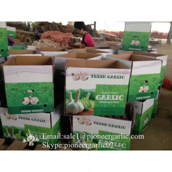 5-5.5cm Chinese Fresh Normal White Garlic In 5kg Carton Box Packing #4 image