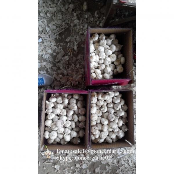 5-5.5cm Chinese Fresh Normal White Garlic In 5kg Carton Box Packing #3 image