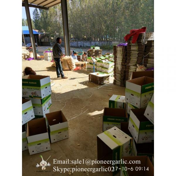 CHINA GARLIC ARE EXPORTED TO BRAASIL MARKET (GOODFARMER) #4 image