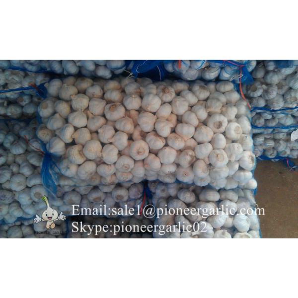 New Crop Fresh Jinxiang Normal White Garlic 5cm And Up In Mesh Bag Packing #4 image