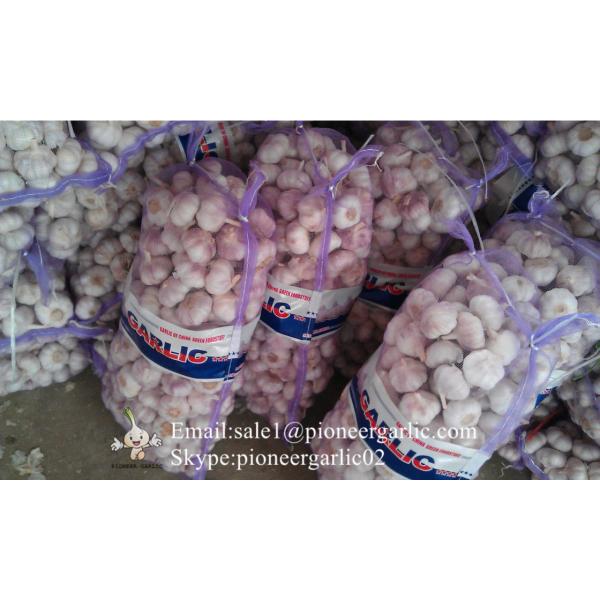 Nature Made 5.5-6.0cm Wholesale Chinese Normal Garlic Material of Black Garlic in Mesh Bag #2 image