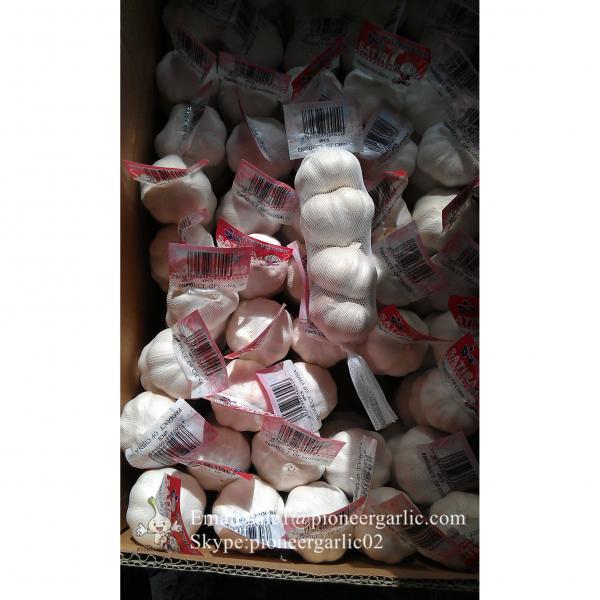 Chinese 100% Pure White Snow White Garlic Packed in Mesh Bag or Carton Box From Jinxiang China #5 image