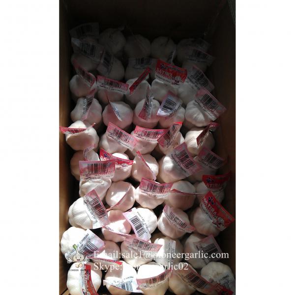 Natural Fresh 5.5cm Snow White Garlic 3p Small Packing In Carton Box #2 image