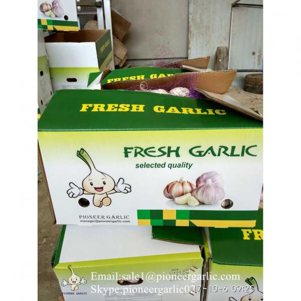 5-5.5cm Chinese Fresh Normal White Garlic In 5kg Carton Box Packing #2 image