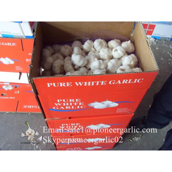 Best seller Normal White Garlic 5.0cm-5.5cm Packed in Mesh Bag or Carton Box #3 image