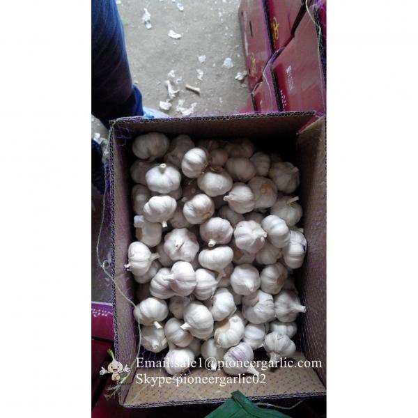 New Crop 6cm and up Purple Fresh Garlic In 10 kg carton  packing #1 image