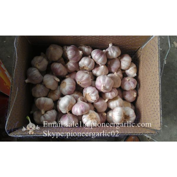 New Crop 6cm and up Purple Fresh Garlic In 10 kg carton  packing #3 image