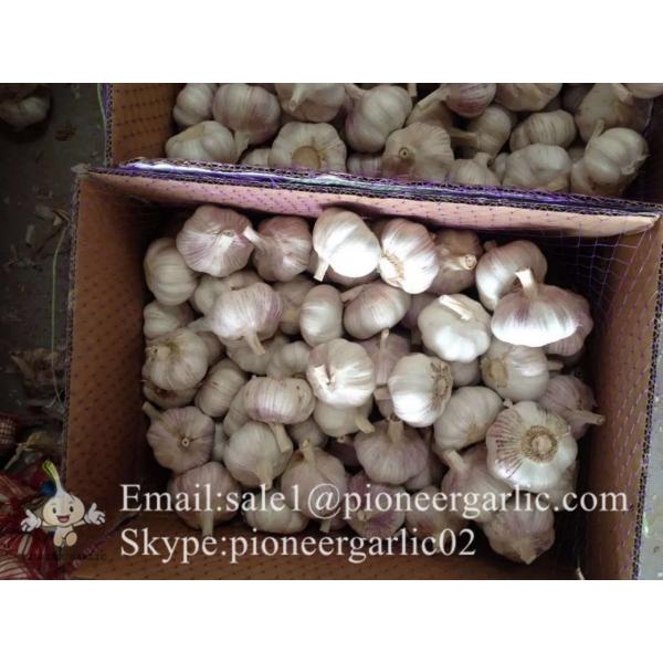 Elephant Garlic Grand A Garlic for Garlic Wholesale Buyers Purple Red Color #4 image