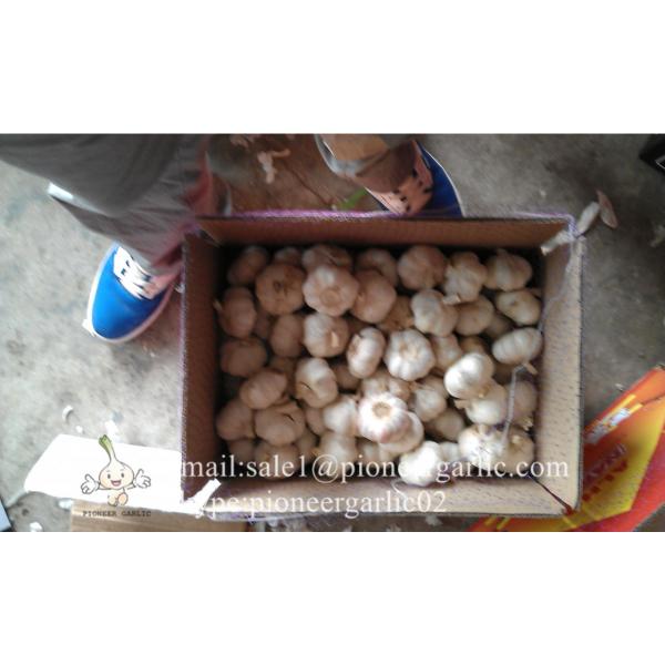 New Crop 6cm and up Purple Fresh Garlic In 10 kg carton  packing #5 image