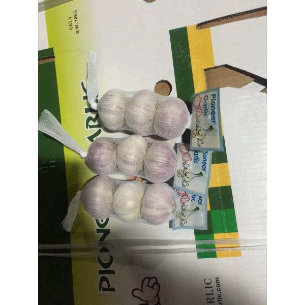 Chinese Normal White Garlic Exported to Costa Rica Market Packed in Carton Box #1 image