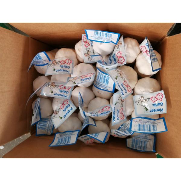 New Crop Chinese 4.5cm Snow White Fresh Garlic In 10 kg Box Packing #1 image