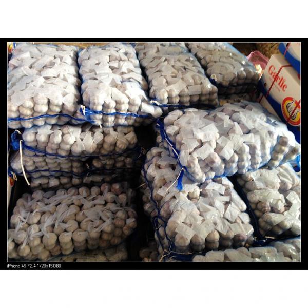Jinxiang Fresh 5.5-6.0cm Chinese Red Garlic Packed in Mesh Bag for Garlic Wholesale Buyers around the world #3 image