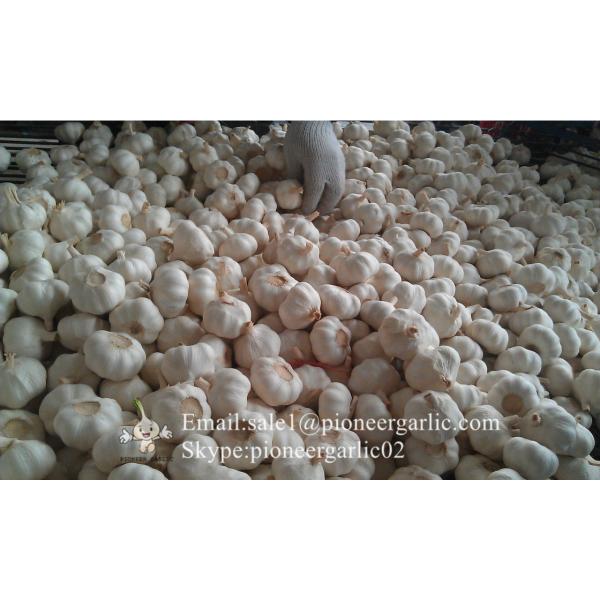 Chinese Pure White Garlic Not Solo Garlic Processed in Garlic Factory Located in Jinxiang China for Sale #1 image