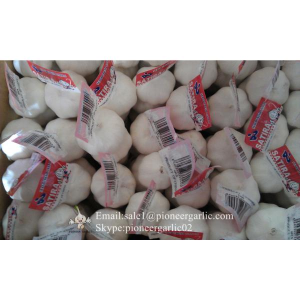 Garlic Exporter in Jinxiang Normal White Garlic Purple Garlic #2 image