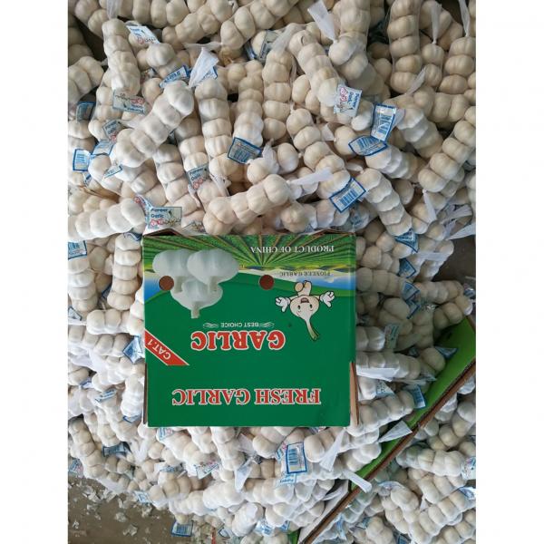 New Crop Chinese 4.5cm Snow White Fresh Garlic In 10 kg Box Packing #2 image
