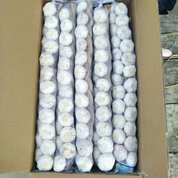 100% Pure White Snow White Big Garlic Packed in Carton Box #2 image