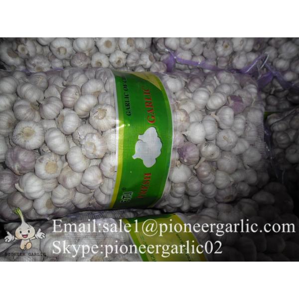 Jinxiang Fresh 4.5-5.0cm Chinese Purple Garlic for Garlic Wholesale Buyers around the world #5 image