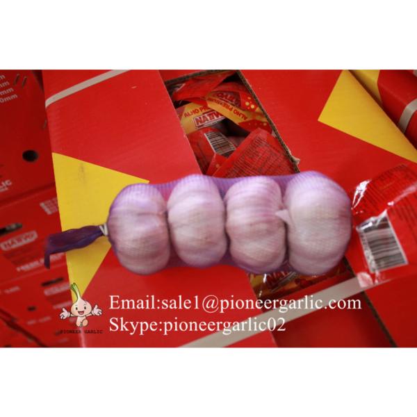 Jinxiang Fresh 5.5-6.0cm Chinese Purple Garlic for Garlic Wholesale Buyers around the world #2 image