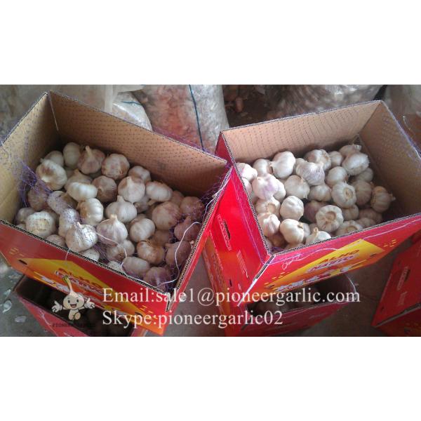 New Crop 6cm and up Purple Fresh Garlic In 10 kg Box packing #3 image