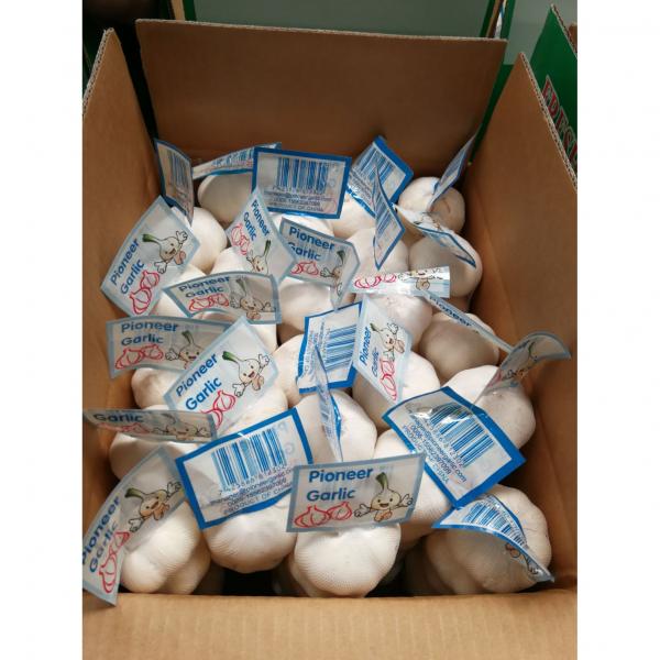 Chinese 100% Pure White Garlic Exported to Costa Rica #3 image