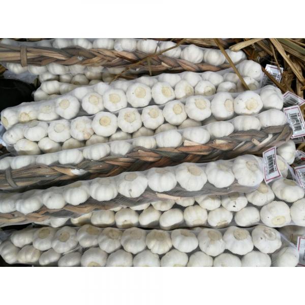Best Quality 5.0cm Pure White Garlic Exported to Central American #4 image