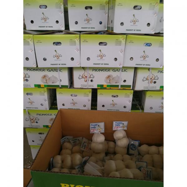 New Crop Chinese 5cm Snow White Fresh Garlic Small Packing In Box #2 image