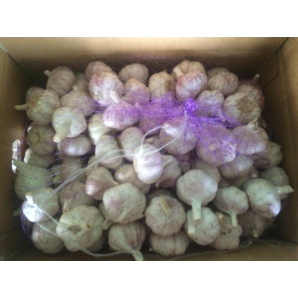 Hot Sale Best Quality Chinese Normal White Garlic #1 image