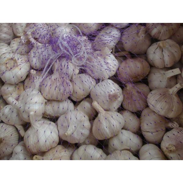 Hot Sale Best Quality Chinese Normal White Garlic #2 image