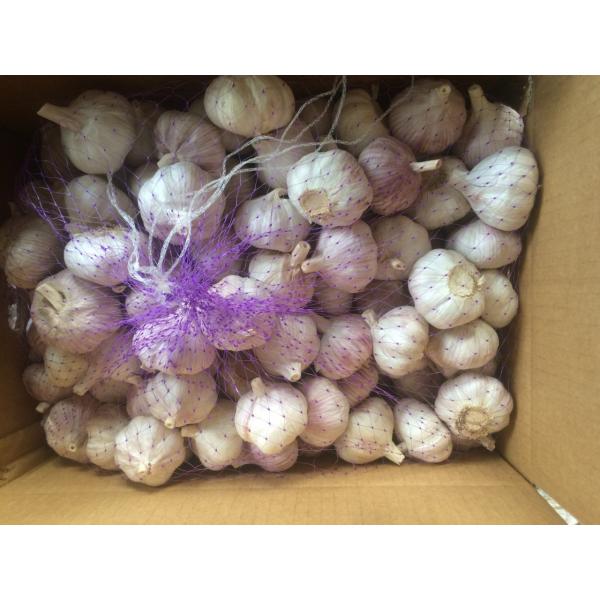 Hot Sale Best Quality Chinese Normal White Garlic #4 image