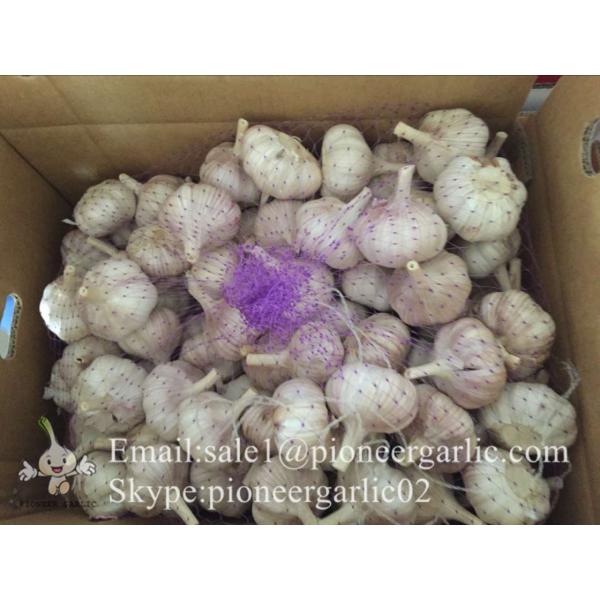 Garlic Exporter in Jinxiang Normal White Garlic Purple Garlic #1 image