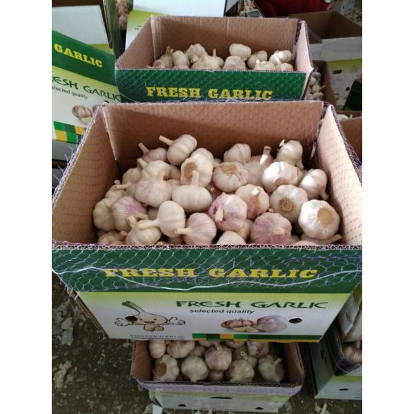 CHINA GARLIC ARE EXPORTED TO BRAASIL MARKET (GOODFARMER) #1 image