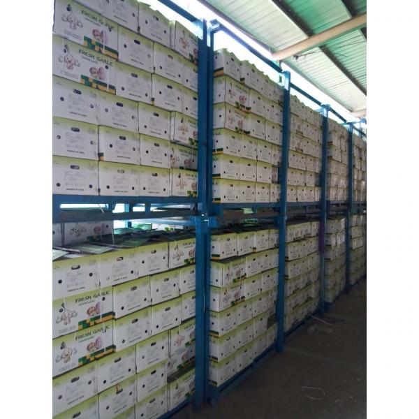CHINA GARLIC ARE EXPORTED TO BRAASIL MARKET (GOODFARMER) #3 image