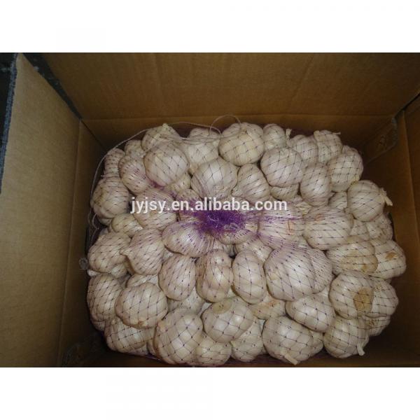fresh normal and pure white garlic for 2017 #2 image