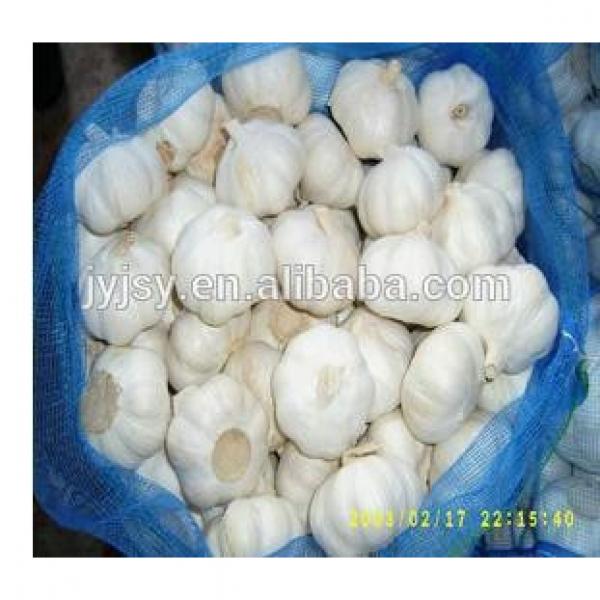 fresh normal and pure white garlic for 2017 #5 image