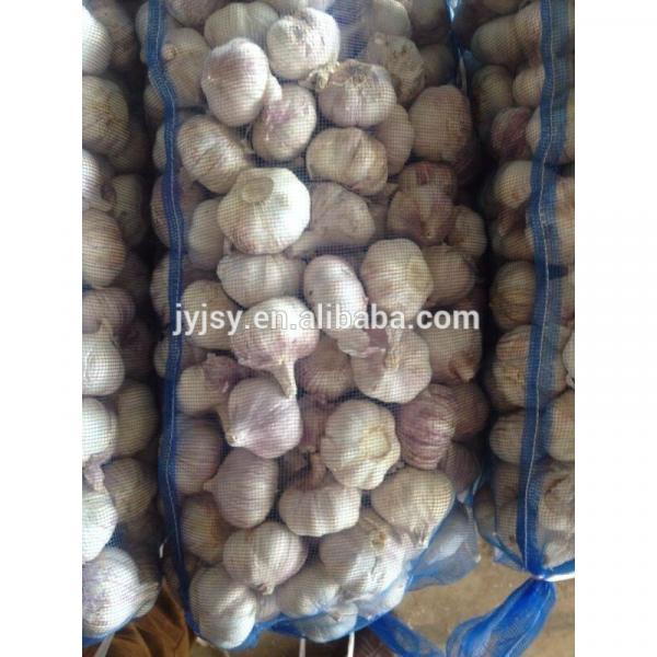 fresh garlic from china jixiang #3 image