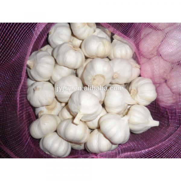 2017 china garlic for sale fresh garlic #1 image