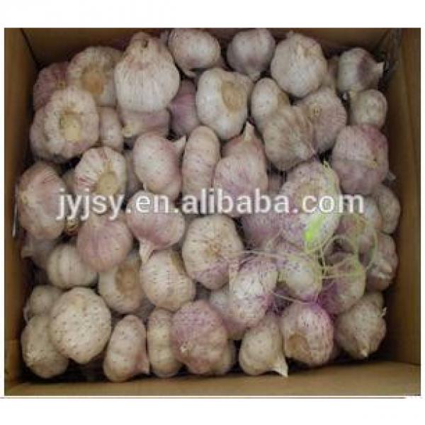 fresh pure white and normal white garlic for 2017 #4 image