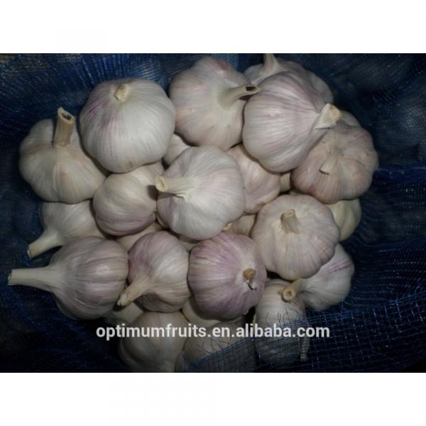 China garlic box 10kg price for export #5 image