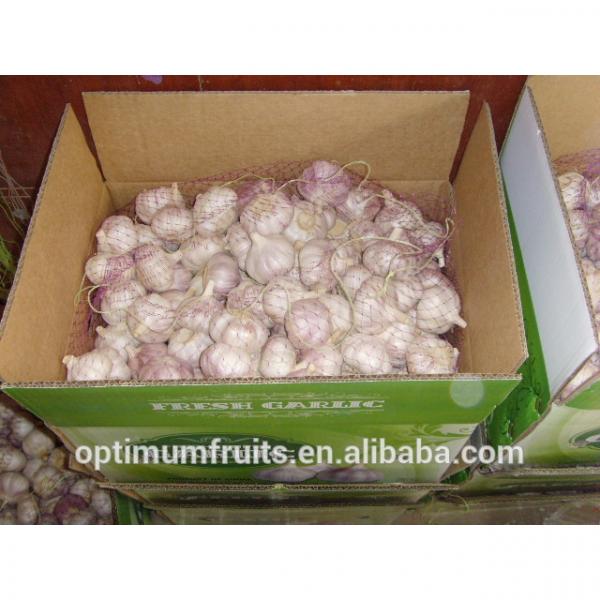 Fresh dry red garlic supplier in China #4 image