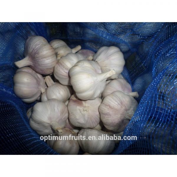 China garlic box 10kg price for export #2 image
