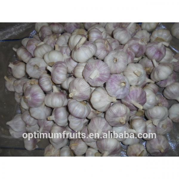 Shandong fresh red garlic in 10kg mesh bag #2 image