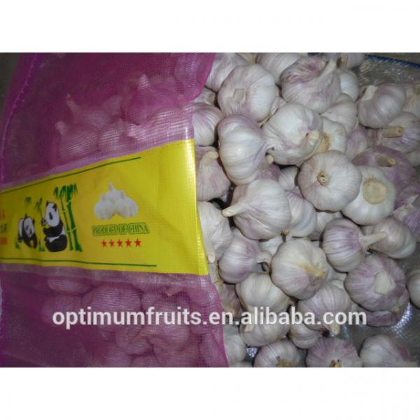 Shandong fresh red garlic in 10kg mesh bag #3 image