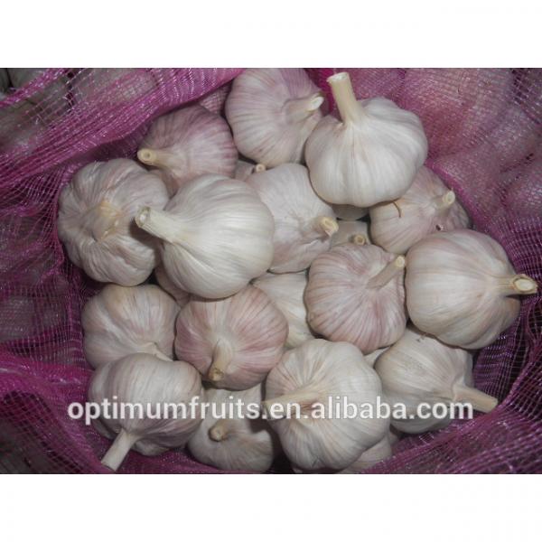 Shandong fresh red garlic in 10kg mesh bag #5 image