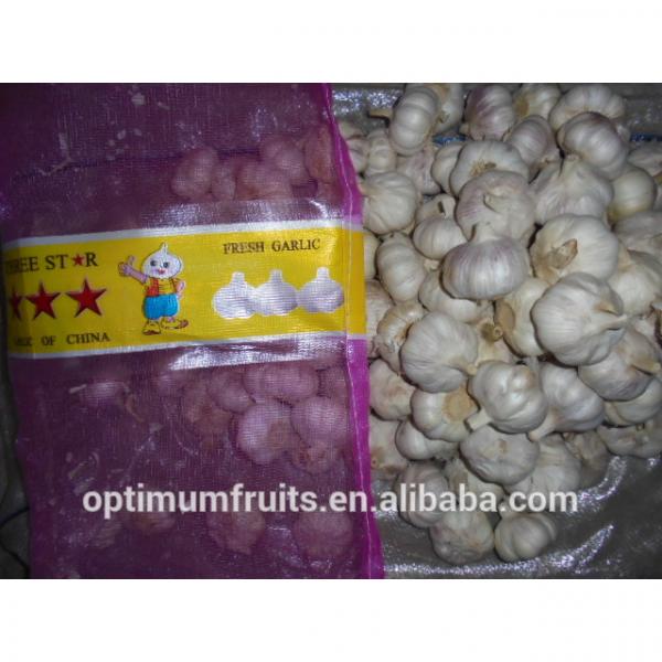 China Shandong jining garlic exporter #2 image