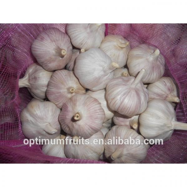 Shandong jining fresh garlic from China #4 image