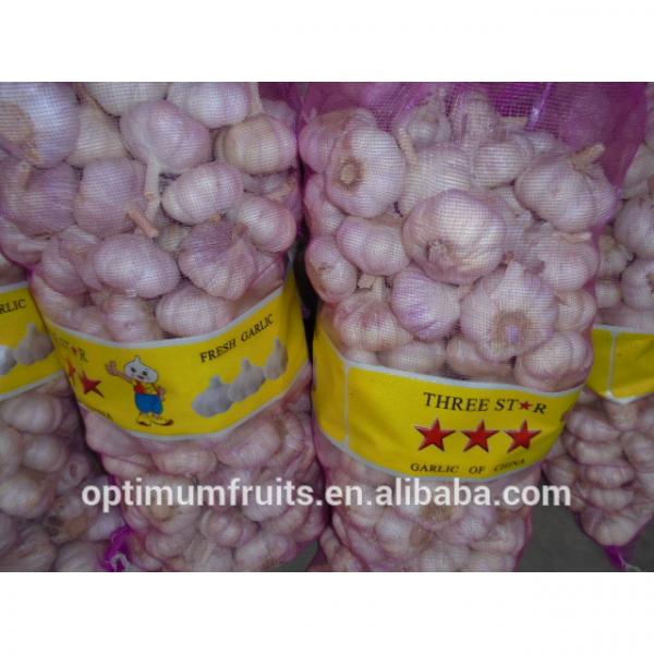 20kg chinese garlic price #4 image