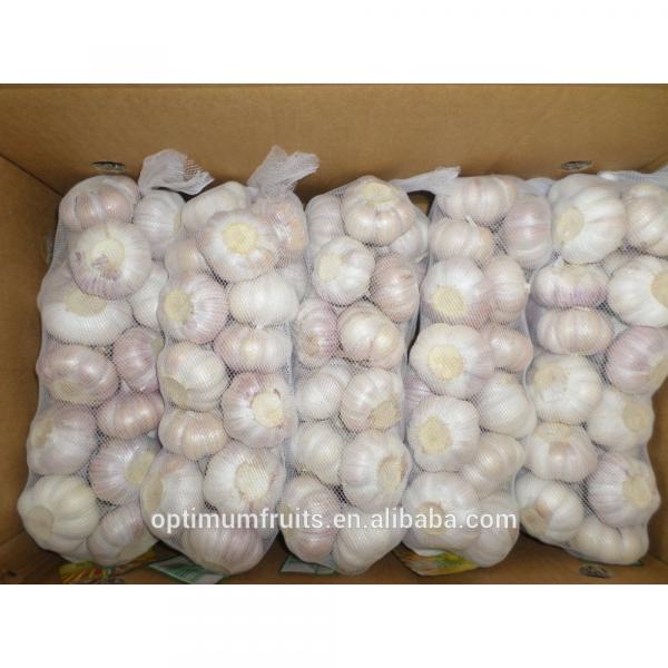 New crop fresh garlic from China #3 image