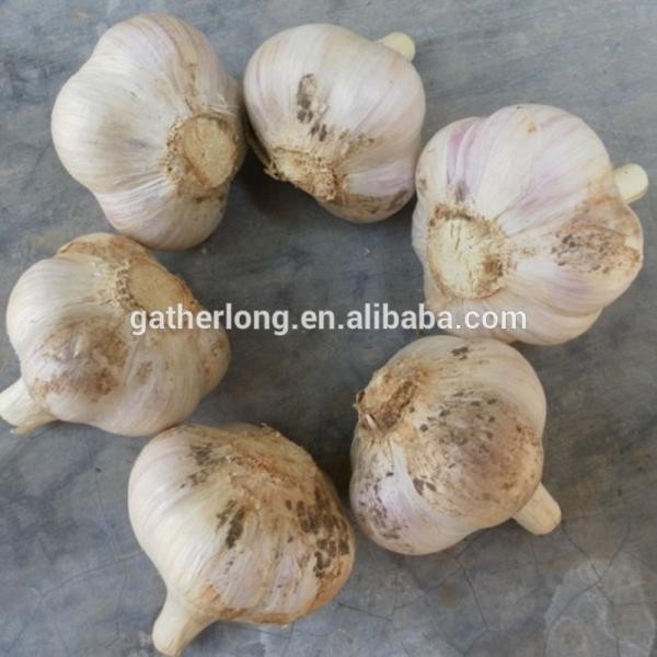 2017 Cop of Jinxiang Garlic for Oceania/Caribbean Market #5 image